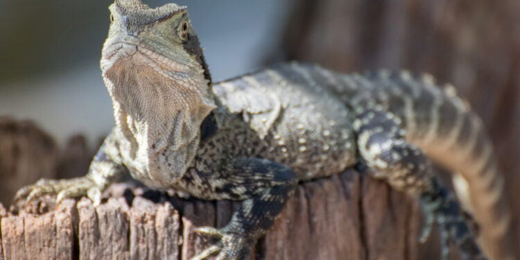Est-ce qu'un lézard a besoin d'eau ?