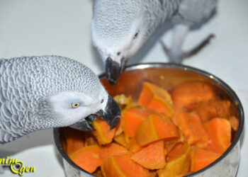 Est-ce qu'un perroquet peut manger de la salade ?