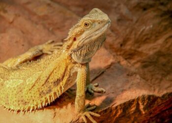 Est-ce qu'un pogona peut manger de la banane ?