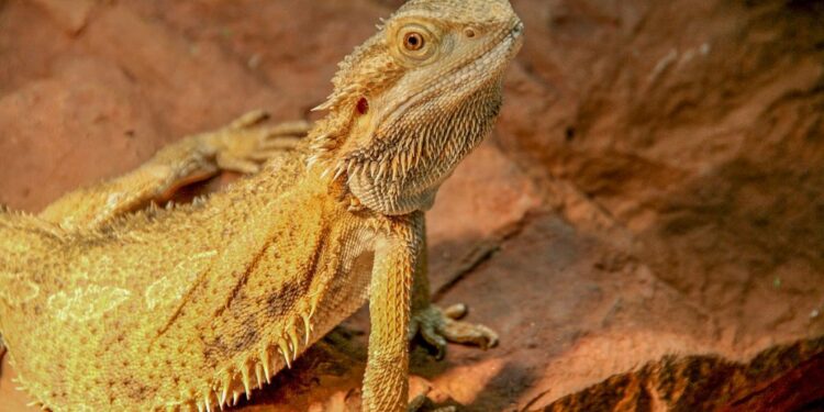 Est-ce qu'un pogona peut manger de la banane ?