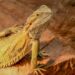 Est-ce qu'un pogona peut manger de la banane ?