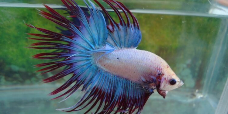 Est-ce qu'un poisson combattant s'ennuie ?