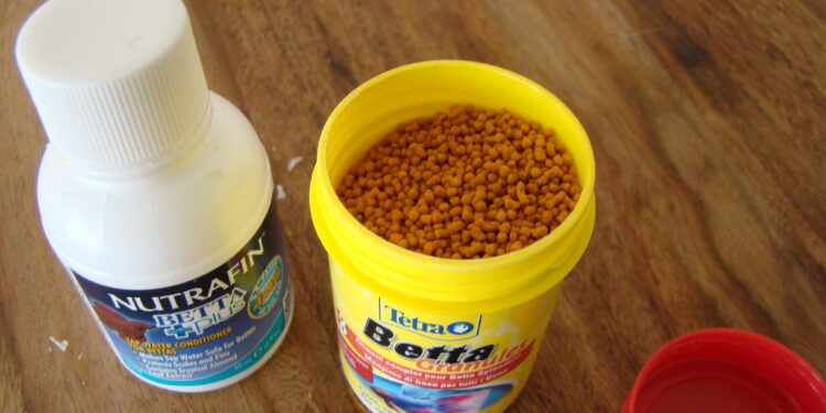 Est-ce qu'un poisson combattant s'ennuie ?