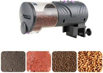 Est-ce qu'un poisson rouge peut rester dans le noir ?