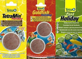 Est-ce qu'un poisson rouge peut rester dans le noir ?