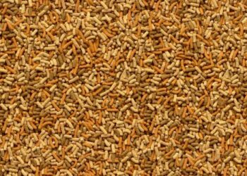 Est-ce qu'un poisson rouge peut rester sans manger ?