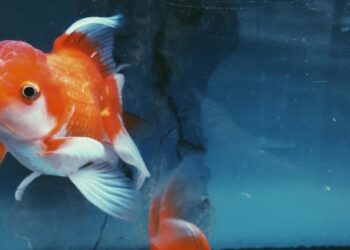 Est-ce qu'un poisson rouge peut rester sans manger ?