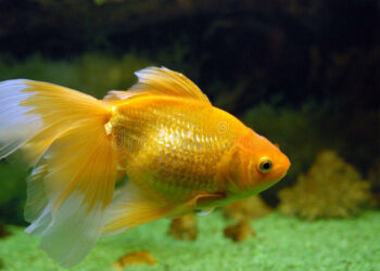 Est-ce qu'un poisson rouge s'ennuie tout seul ?