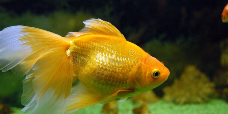 Est-ce qu'un poisson rouge s'ennuie tout seul ?