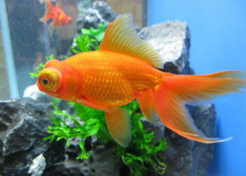 Est-ce qu'un poisson rouge s'ennuie tout seul ?