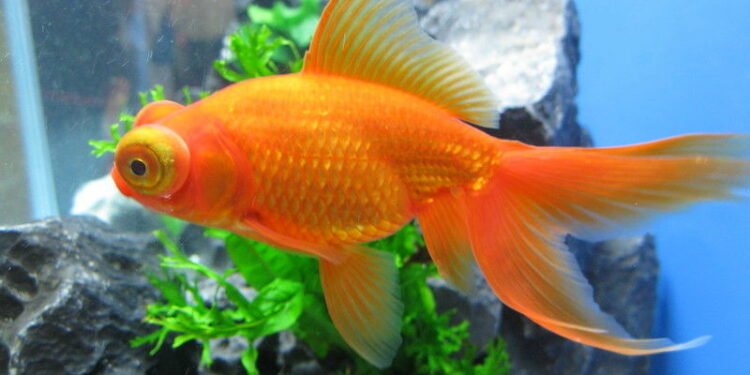 Est-ce qu'un poisson rouge s'ennuie tout seul ?