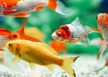 Est-ce qu'un poisson rouge s'ennuie tout seul ?