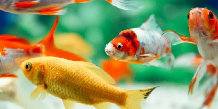 Est-ce qu'un poisson rouge s'ennuie tout seul ?