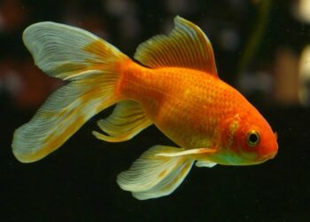 Est-ce qu'un poisson rouge s'ennuie tout seul ?