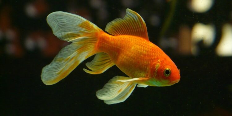 Est-ce qu'un poisson rouge s'ennuie tout seul ?