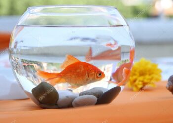 Est-ce qu'un poisson souffre dans un aquarium ?