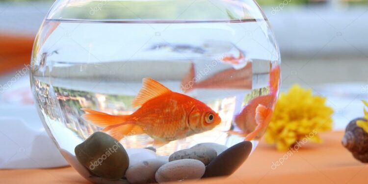 Est-ce qu'un poisson souffre dans un aquarium ?