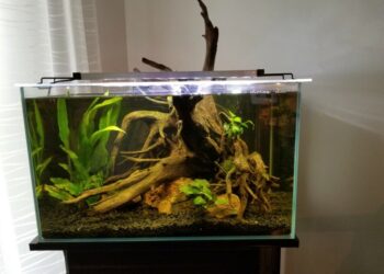 Est-ce qu'un poisson souffre dans un aquarium ?