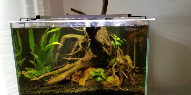 Est-ce qu'un poisson souffre dans un aquarium ?