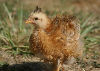 Est-ce qu'un poulet devient un coq ?