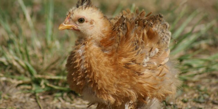 Est-ce qu'un poulet devient un coq ?