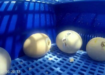 Est-ce qu'un poussin peut naître à 22 jours ?