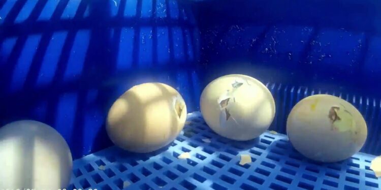 Est-ce qu'un poussin peut naître à 22 jours ?