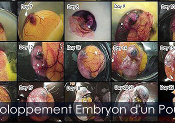 Est-ce qu'un poussin peut naître à 22 jours ?