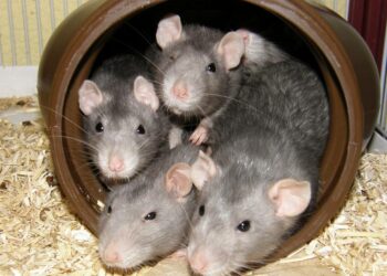 Est-ce qu'un rat attaque l'homme ?