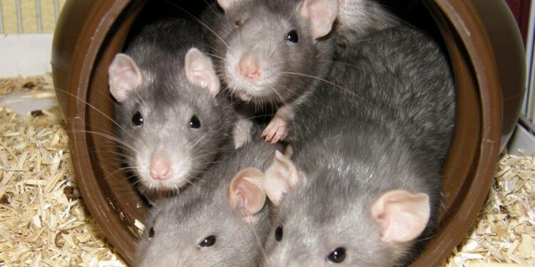 Est-ce qu'un rat attaque l'homme ?