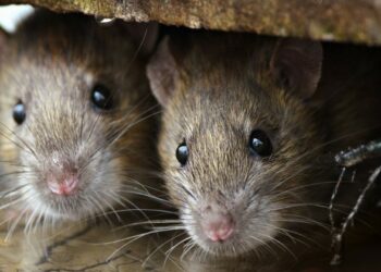 Est-ce qu'un rat attaque l'homme ?