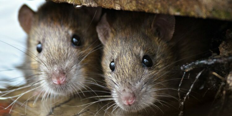 Est-ce qu'un rat attaque l'homme ?