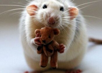 Est-ce qu'un rat vit seul ?