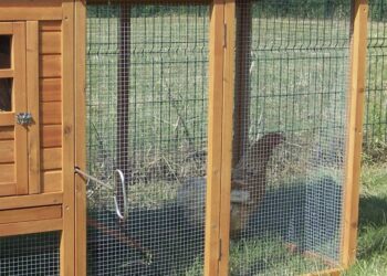 Est-ce qu'un renard peut monter sur un grillage ?