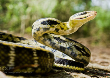 Est-ce qu'un serpent peut manger un autre serpent ?
