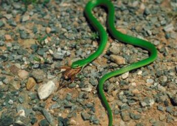 Est-ce qu'un serpent peut manger un homme ?