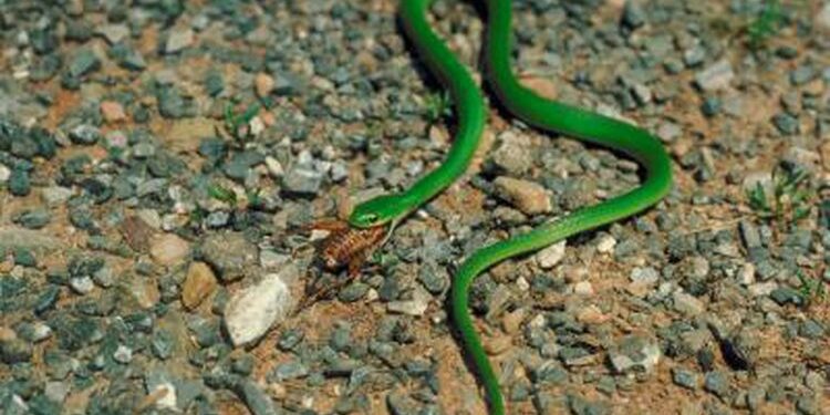 Est-ce qu'un serpent peut manger un homme ?