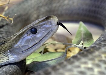 Est-ce qu'un serpent peut manger un homme ?