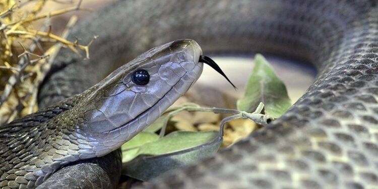 Est-ce qu'un serpent peut manger un homme ?