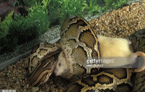 Est-ce qu'un serpent reconnaît son maître ?