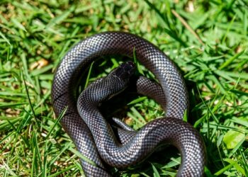 Est-ce qu'un serpent reconnaît son maître ?