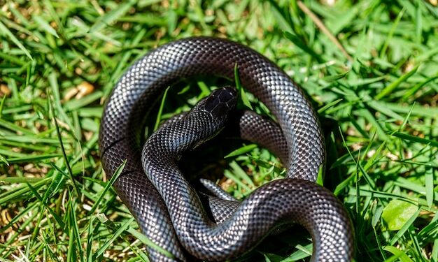 Est-ce qu'un serpent reconnaît son maître ?