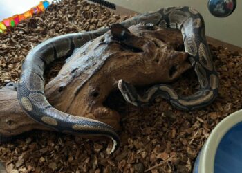 Est-ce qu'un serpent reconnaît son maitre ?