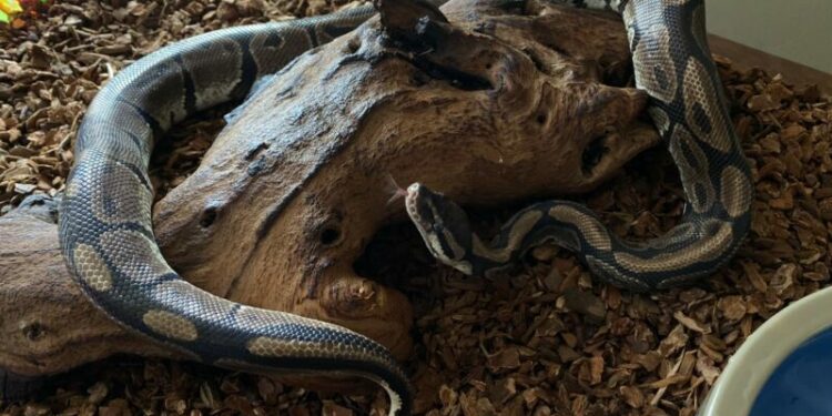 Est-ce qu'un serpent reconnaît son maitre ?