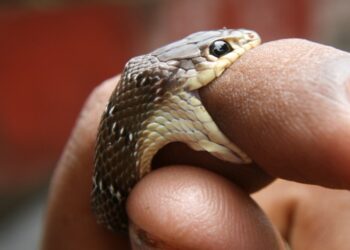 Est-ce qu'un serpent reconnaît son maître ?