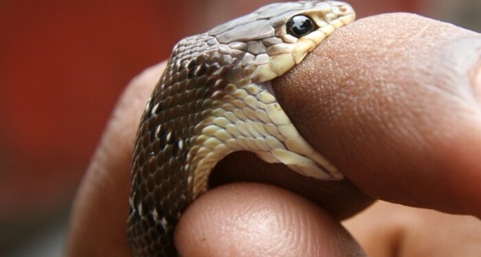 Est-ce qu'un serpent reconnaît son maître ?