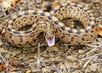 Est-ce qu'un serpent reconnaît son maître ?