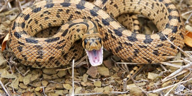 Est-ce qu'un serpent reconnaît son maître ?