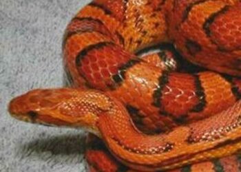 Est-ce qu'un serpent reconnaît son maître ?