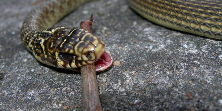 Est-ce qu'une couleuvre peut mordre un chat ?
